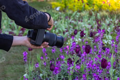 Preview: Close-up of a woman's hand holding a camera and photographing a flower bed.