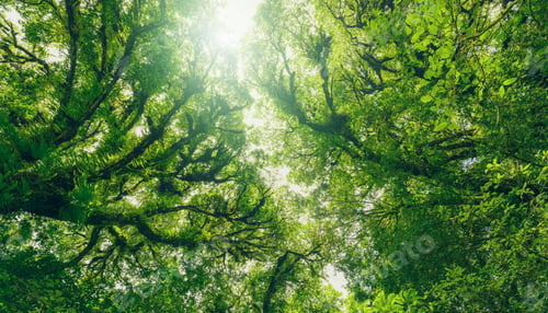 Preview: Looking up view of tree trunk to green leaves of tree in forest with sun light. Fresh environment