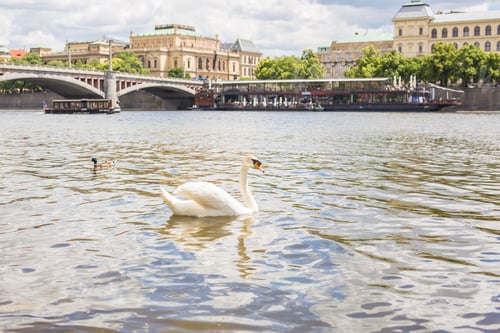 Preview: Swan on the river Vltava in Prague, capital city of Czech republic, near by Charles bridge