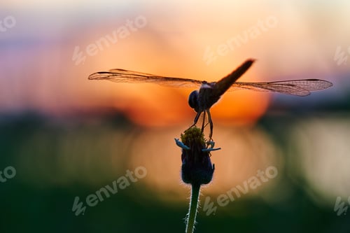 Preview: Close-up view of the dragonfly on a flower with sunset
