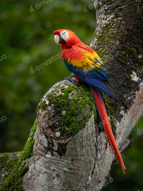 Preview: Scarlet Macaw in Costa Rica