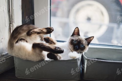 Preview: Cute Siamese cat lying in a box near the window