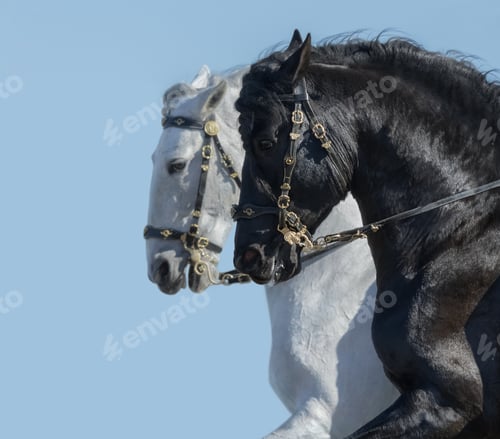 Preview: Portrait of two Andalusian horses in motion.