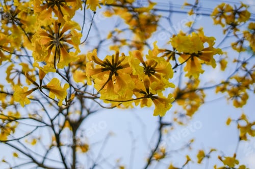 Preview: Tree - Yellow Flowers