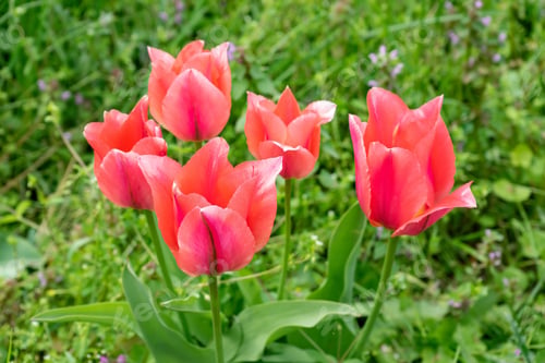 Preview: Pink tulips flowers blooming in a park. Spring floral background.