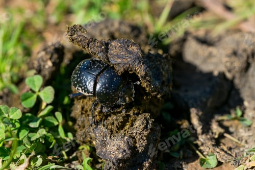 Preview: Black dung beetle, scarab beetle, Scarabaeus (Ateuchetus) variolosus