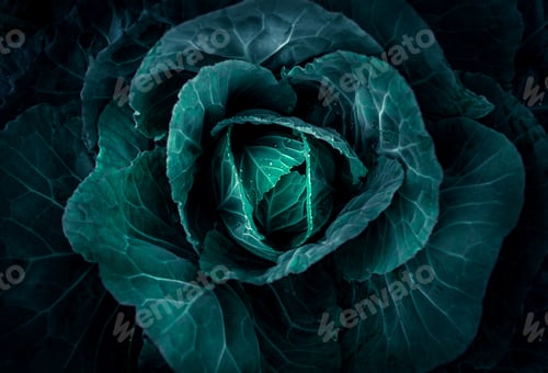 Preview: Soft focus of Big cabbage in the garden