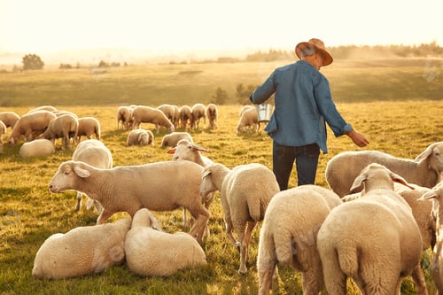 Preview: Mature couple working on the farm