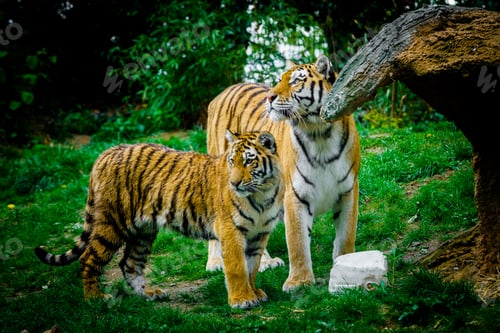 Preview: Tiger laying down on green grass