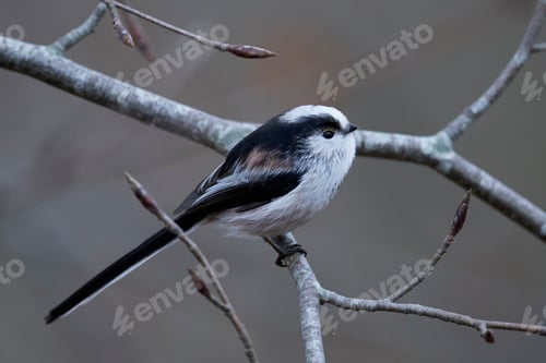 Preview: Long-tailed tit (Aegithalos caudatus)
