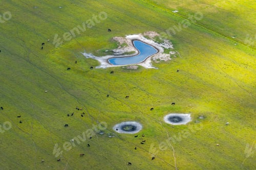 Preview: Free range milk cows grazing on farm pasture. Feeding of cattle on farmland grassland