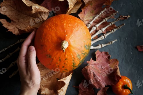 Preview: Halloween concept. Female hand holding ripe pumpkin.