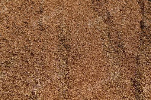 Preview: Uncleaned unsorted grain with debris after being harvested by a combine.