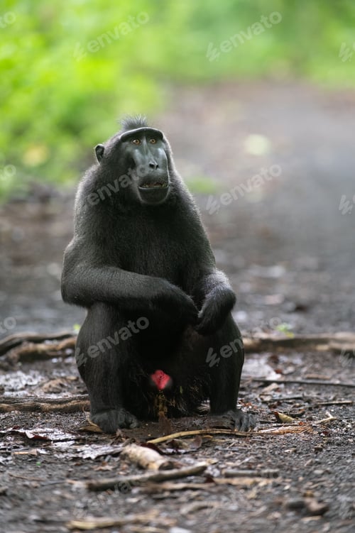 Preview: Black crested macaque in Tangkoko National Park, Sulawesi, Indonesia