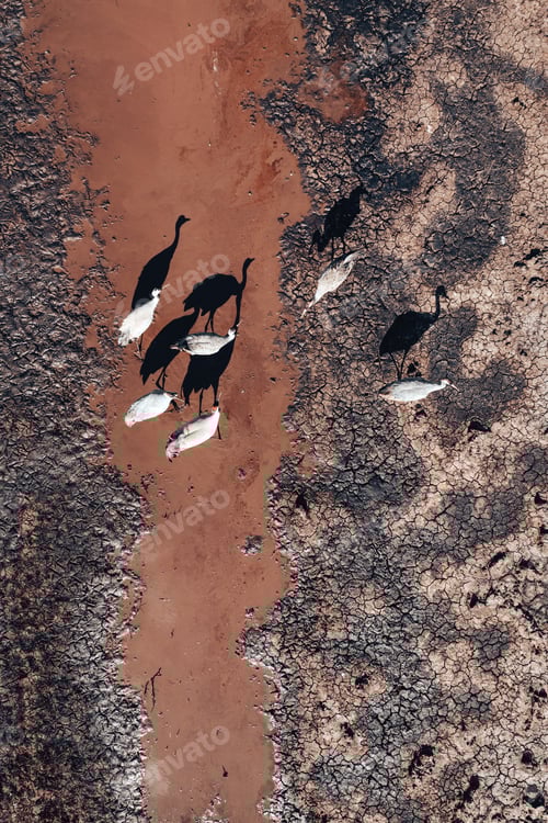 Preview: Flock of common crane (Grus grus) birds resting near the pond during springtime migration, aerial