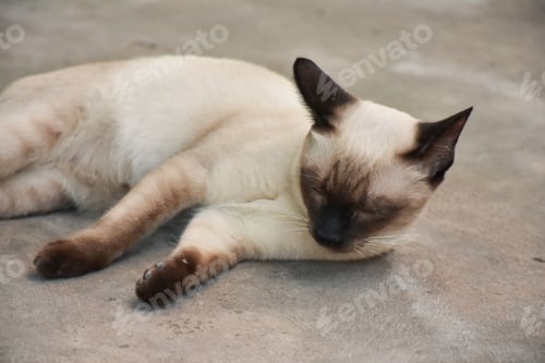 Preview: Beautiful adorable old style siamese blue point shorthaired cat, thai cat with amazing blue eyes.