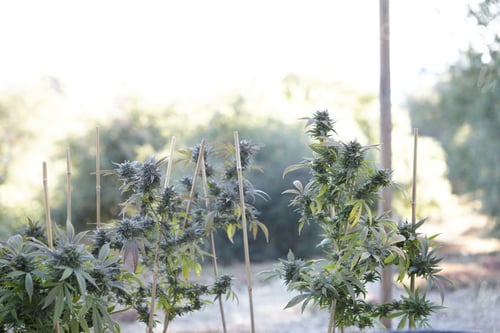 Preview: Closeup shot of a marijuana plant on blurred background