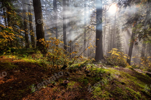 Preview: Canadian Nature View of the Forest during a foggy morning sunrise