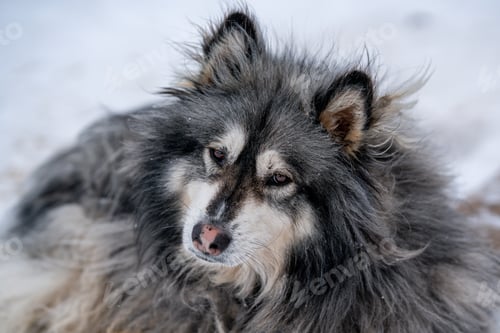 Preview: A dog with long gray fur.
