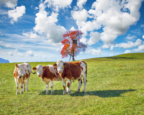 Preview: Amazing view of Alpine green fields and cows at meadow near Abtenau village at autumn sunny day.