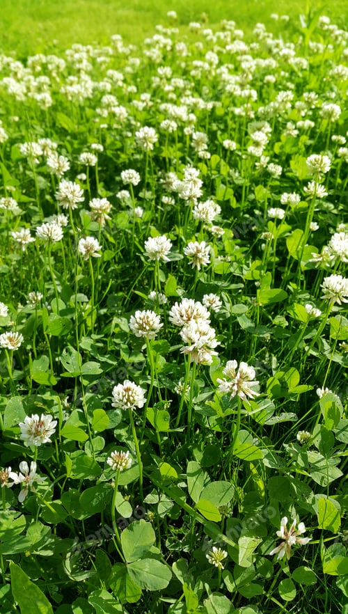 Preview: Clover on a summer meadow