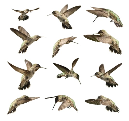 Preview: Set of Twelve Hummingbird in Flight Isolated on White.