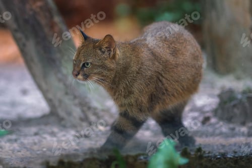 Preview: Pampas Cat (Leopardus colocolo) - South American feline