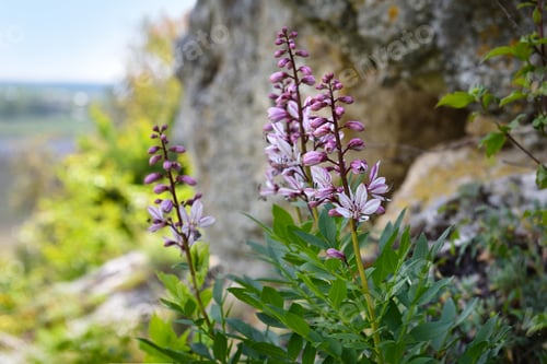 Preview: Burning-bush, False Dittany or White Dittany (Dictamnus albus), Ukraine