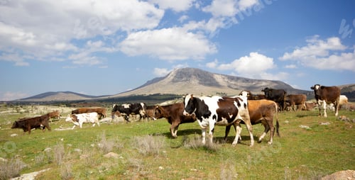 Preview: Cows on a green field