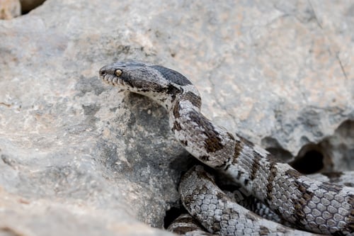 Preview: A detail shot of European Cat snake (Telescopus fallax) or Soosan Snake, on the island of Malta.