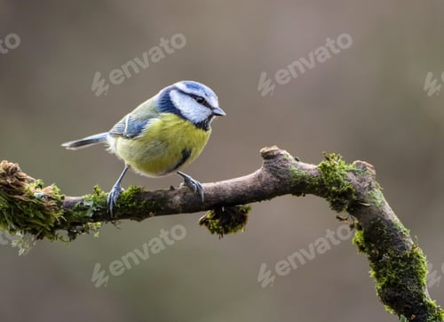 Preview: a Blue tit bird perched on the side of a tree branch