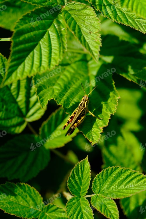 Preview: Grasshopper on Green Leaves