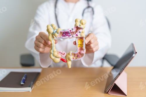 Preview: Doctor with human Colon anatomy model and tablet.