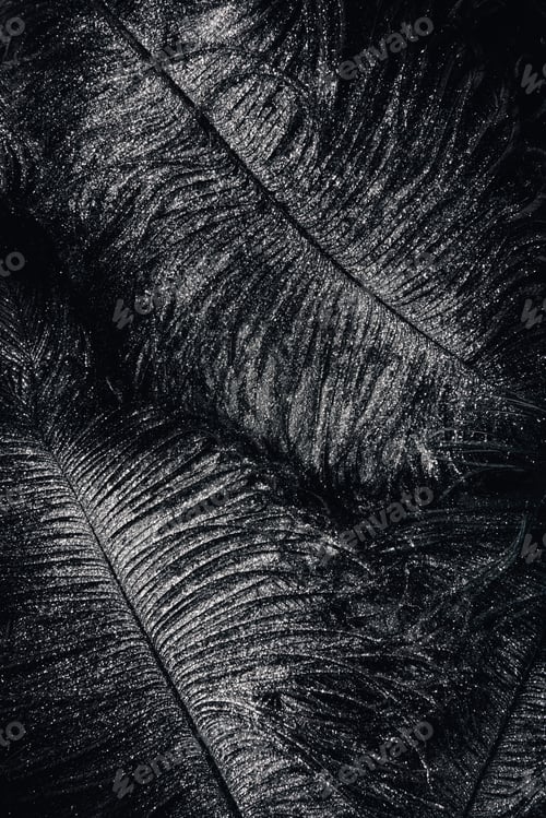 Preview: elevated view of surface with black feathers covered by silver