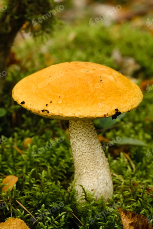 Preview: A large aspen mushroom with an orange cap grows in the autumn forest. Mushrooms in the forest.