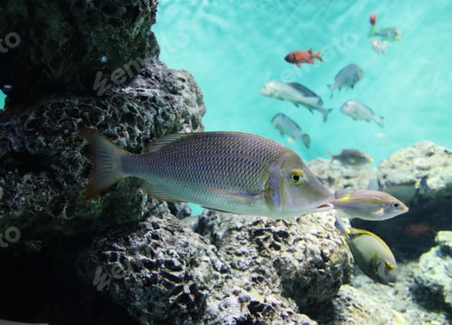 Preview: Spangled emperor fish in a aquarium