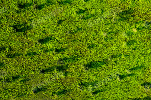 Preview: Aerial view of green agriculture field, India.