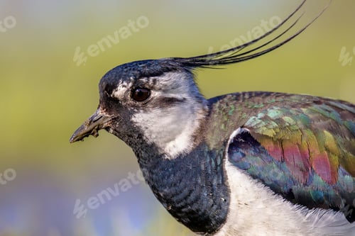 Preview: Sideview portrait of Northern lapwing with detailed wing