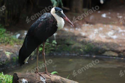 Preview: Asian woolly neck