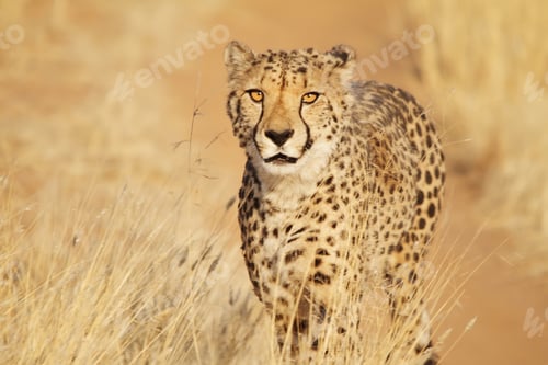 Preview: Cheetah walking