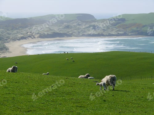 Preview: Sheep at a pasture in New Zealand