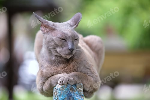 Preview: Big gray angry looking Sphinx breed stray cat resting on steet outdoors in summer
