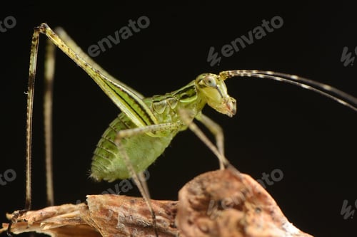 Preview: Green Grasshopper