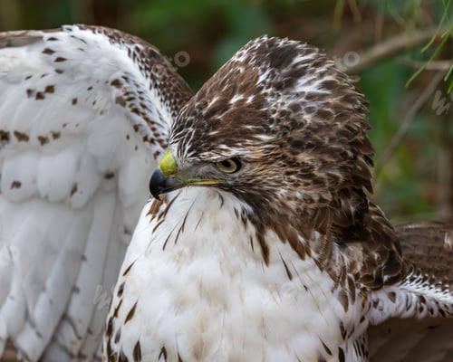 Preview: Majestic hawk with detailed plumage.