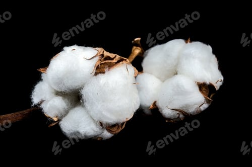 Preview: Cotton Bolls on Branch Black background