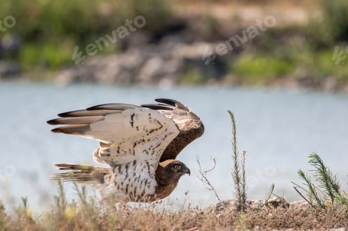 Preview: Short-toed snake eagle prepares to fly..