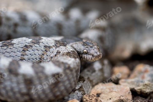 Preview: European Cat snake (Telescopus Fallax) or Soosan Snake, on the island of Malta.