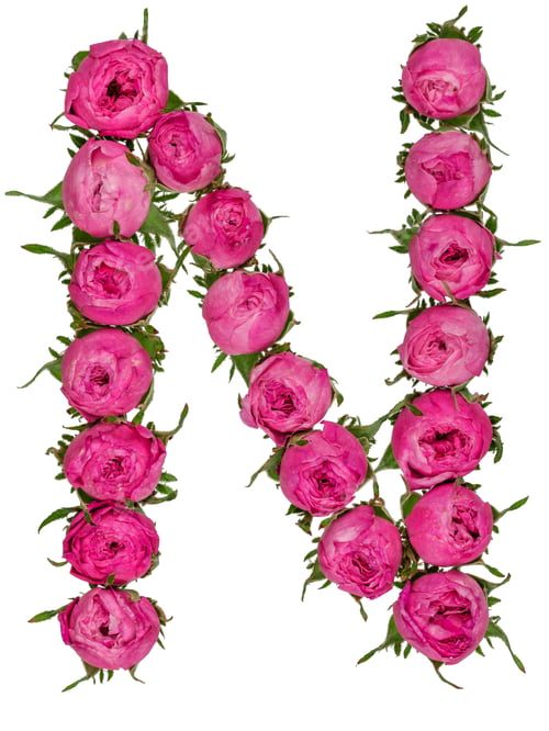 Preview: Letter N alphabet from flowers of roses, isolated on white background