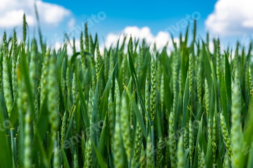 Preview: Green crp plant in fields at summer