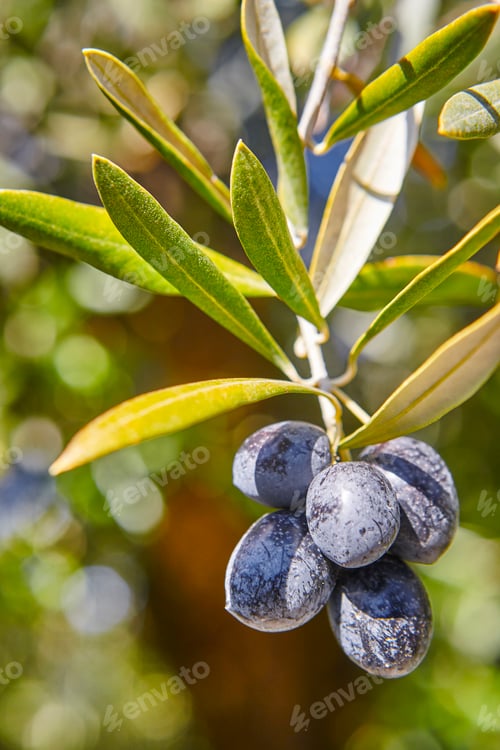 Preview: Olive fruit with green leaves background. Agriculture background. Jaen, Spain